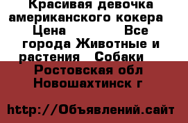 Красивая девочка американского кокера › Цена ­ 35 000 - Все города Животные и растения » Собаки   . Ростовская обл.,Новошахтинск г.